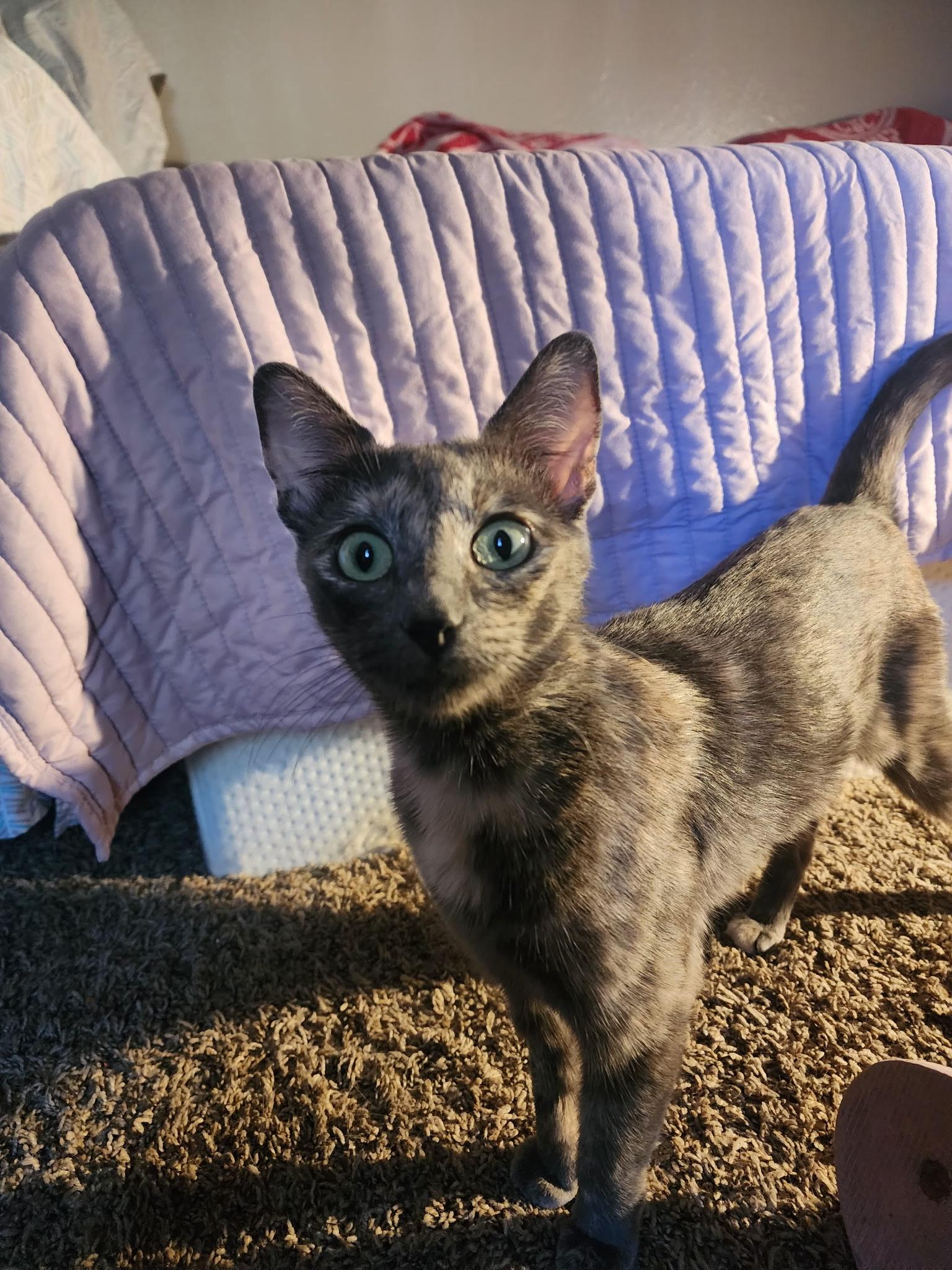 Enlarge Star, a Adopted Domestic Short Hair in Santa Monica, CA image 3/5