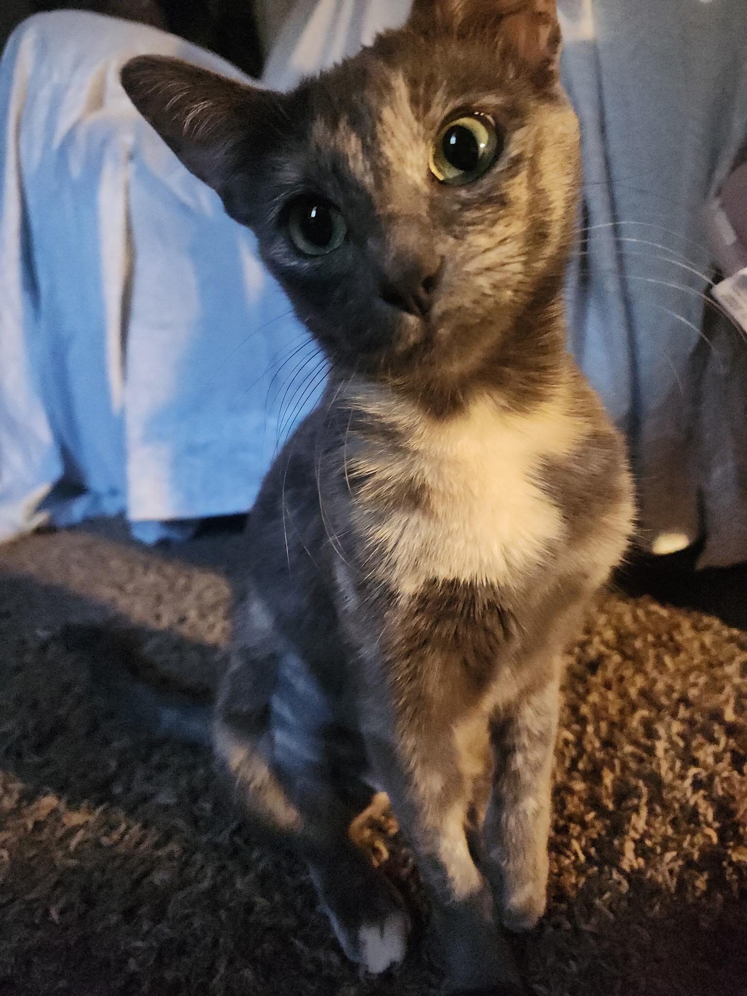 Enlarge Star, a Adopted Domestic Short Hair in Santa Monica, CA image 2/5