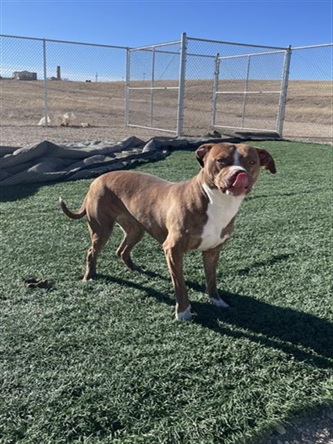 BREANN, Adoptable, Adult Female Pit Bull Terrier.