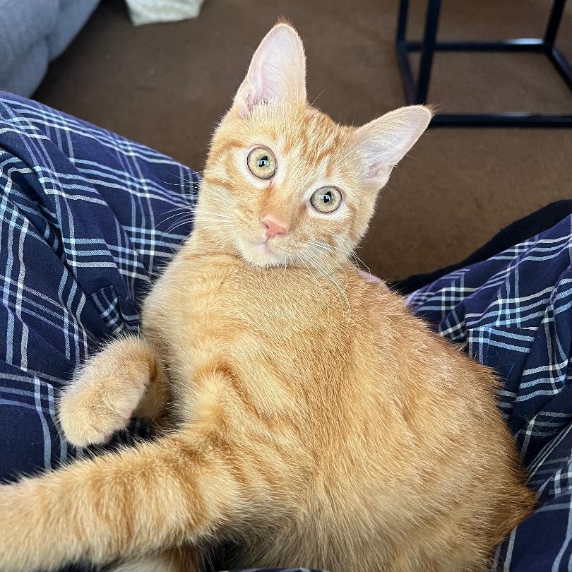 Enlarge Conspiracy, a ADOPTABLE Domestic Short Hair in Wilmington, CA image 2/4