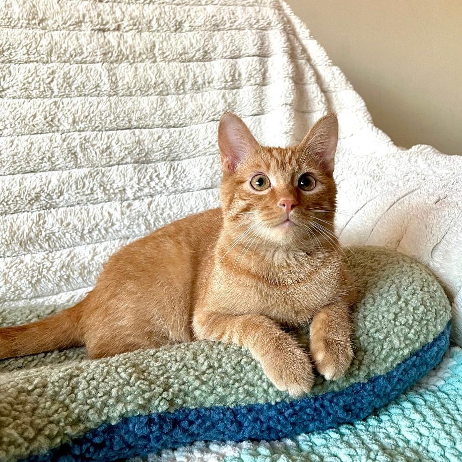 Enlarge Conspiracy, a ADOPTABLE Domestic Short Hair in Wilmington, CA image 4/4