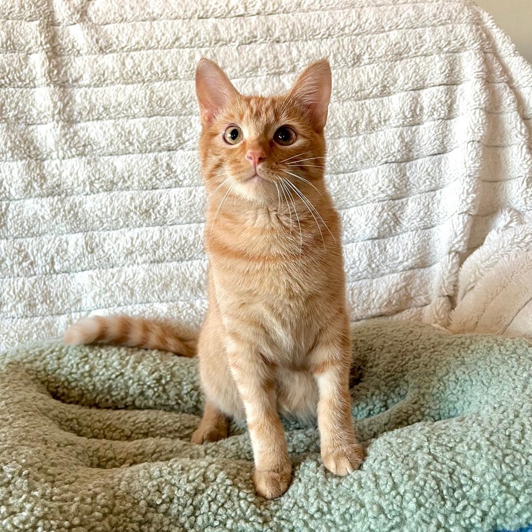 Enlarge Conspiracy, a ADOPTABLE Domestic Short Hair in Wilmington, CA image 1/4