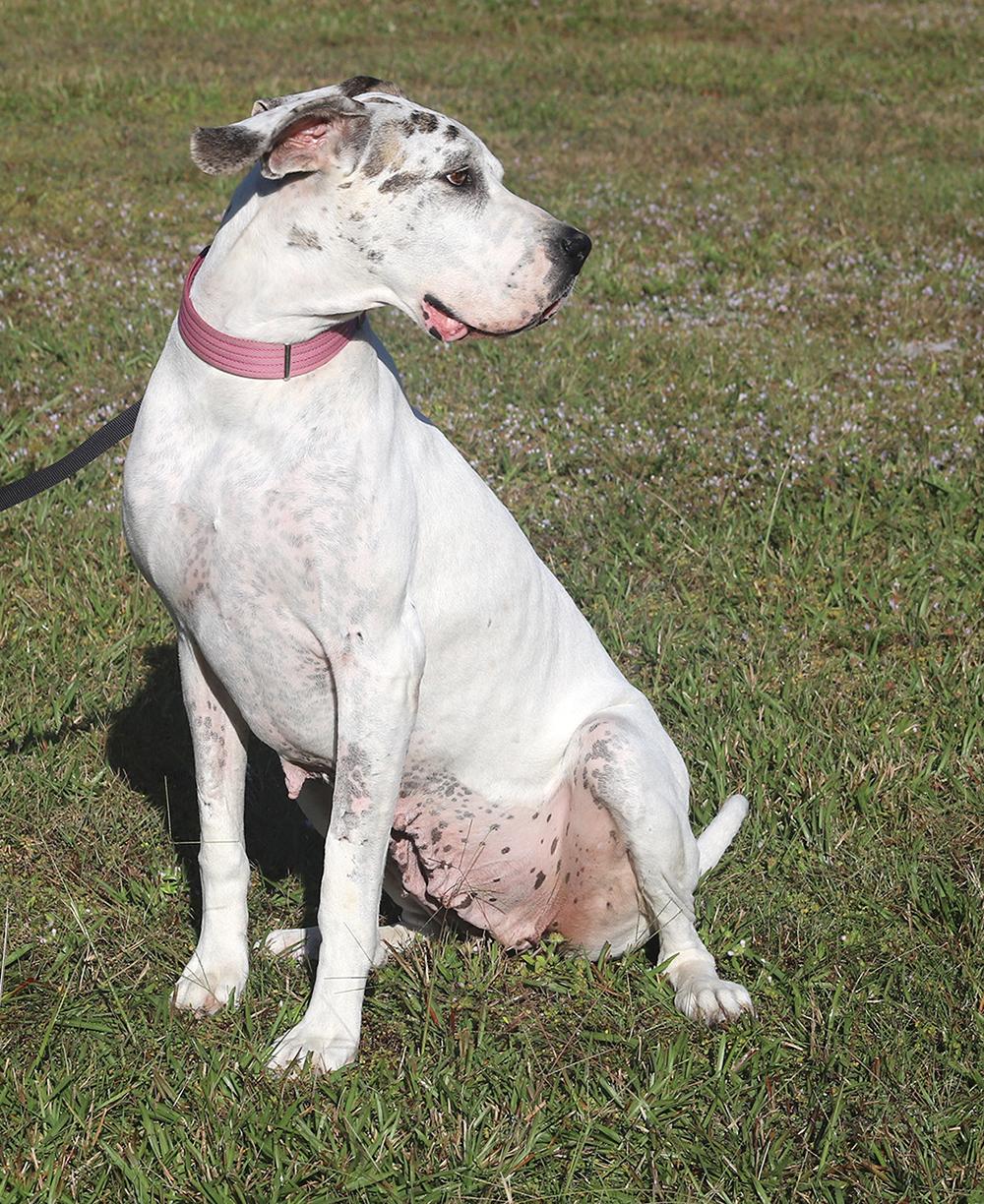 Zinnia Medical Hold Hwt thumbnail 2