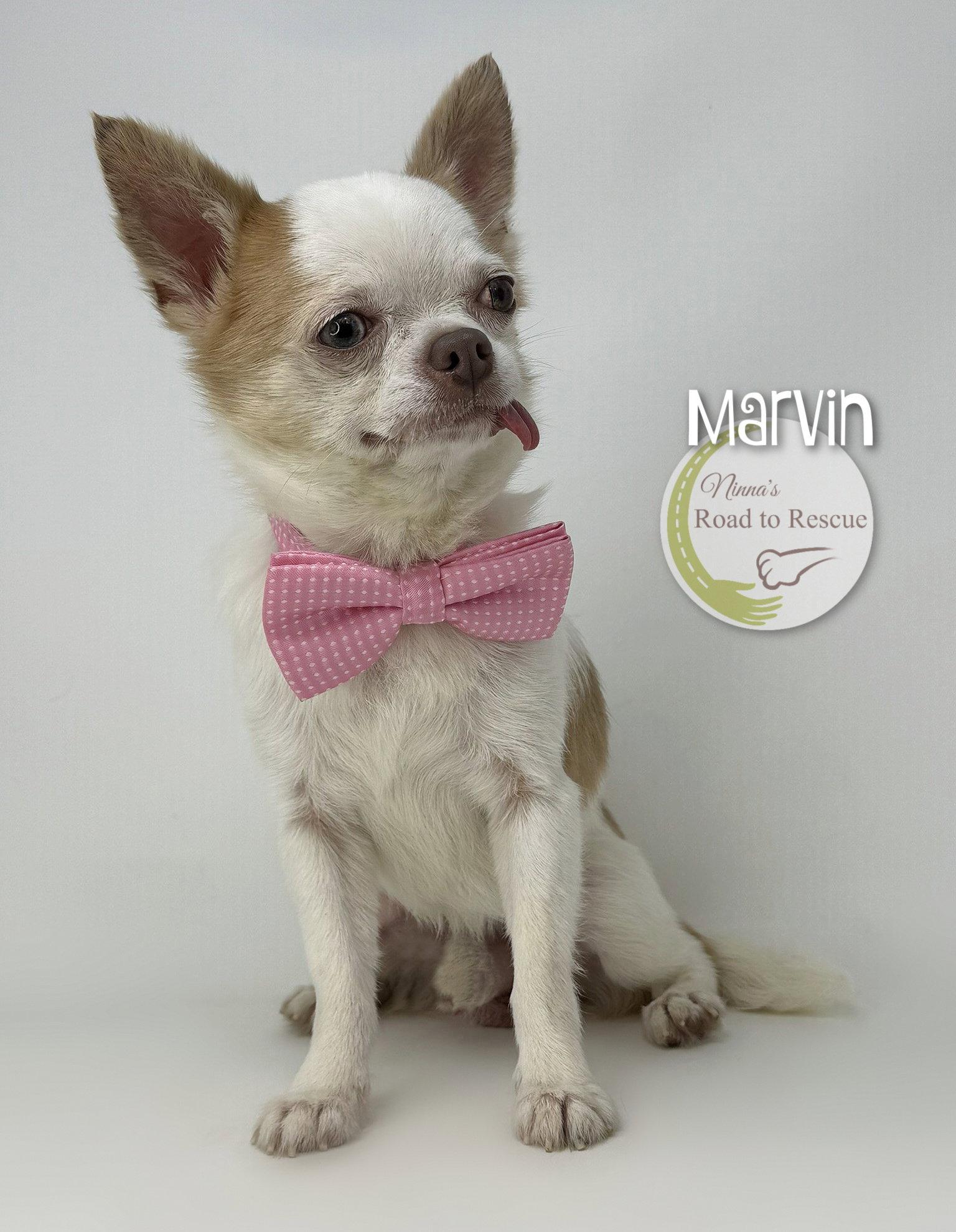 Marvin, Adoptable, Adult Male Chihuahua.