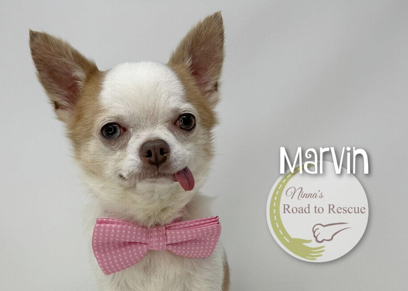 Marvin, a Adoptable Chihuahua in Benton, LA image 2/3