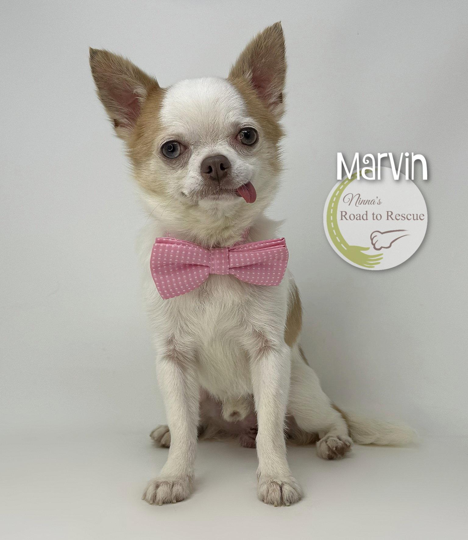 Marvin, a Adoptable Chihuahua in Benton, LA image 3/3