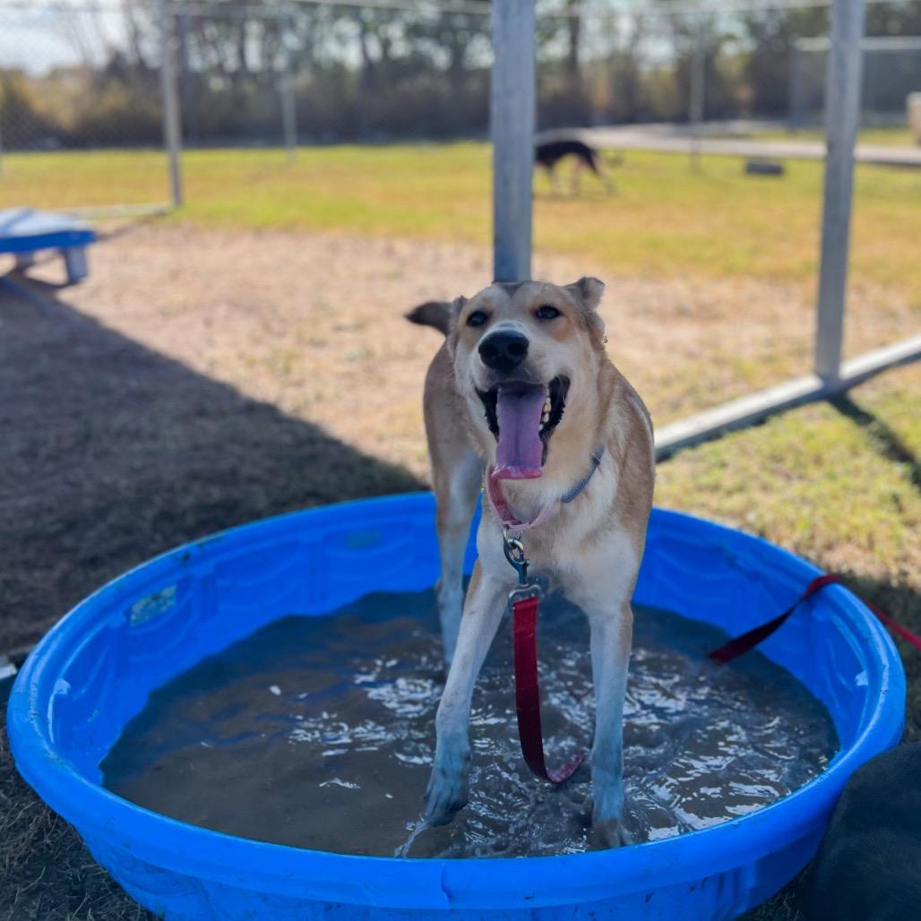 Enlarge Solstice, a Adoptable mixed breed in Edinburg, TX image 1/5