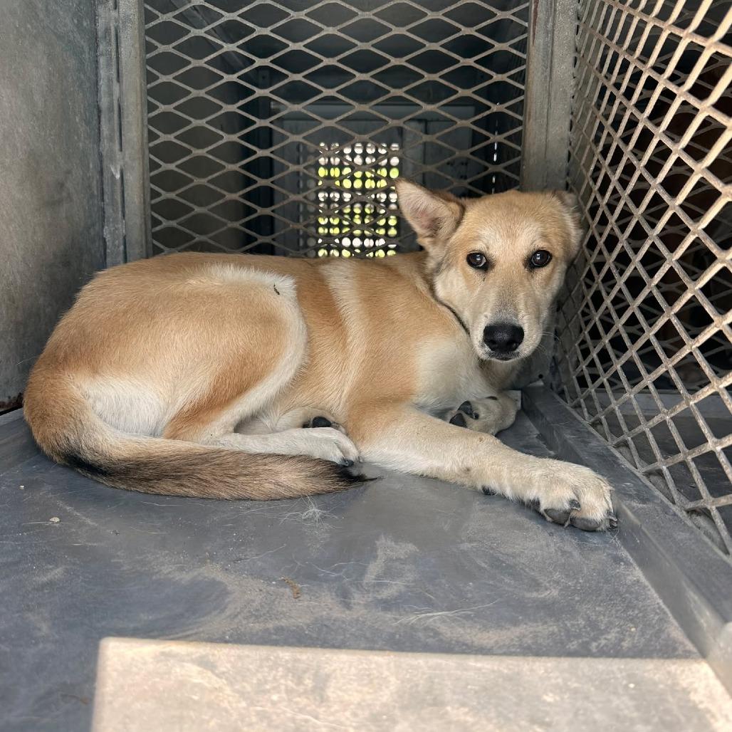 Enlarge Solstice, a Adoptable mixed breed in Edinburg, TX image 2/5