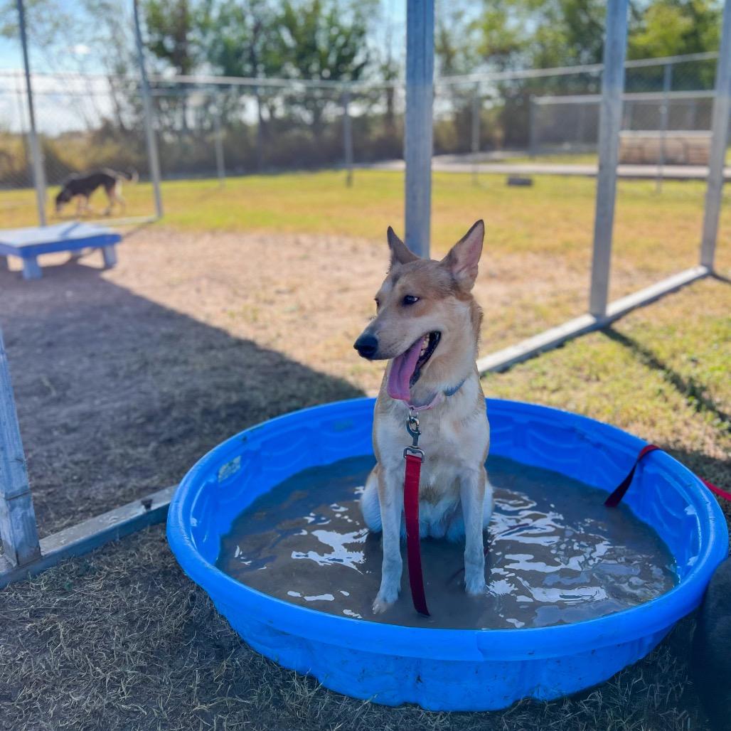 Enlarge Solstice, a Adoptable mixed breed in Edinburg, TX image 3/5