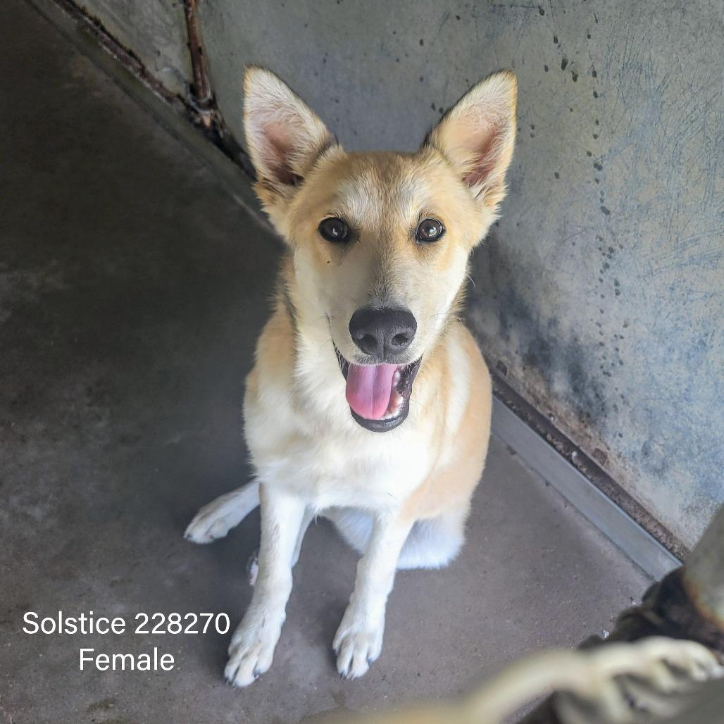 Enlarge Solstice, a Adoptable mixed breed in Edinburg, TX image 4/5
