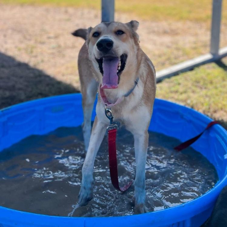 Enlarge Solstice, a Adoptable mixed breed in Edinburg, TX image 4/5