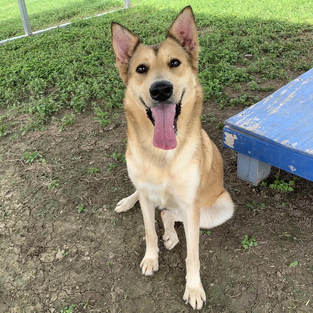 Solstice, a Adoptable mixed breed in Edinburg, TX image 5/6