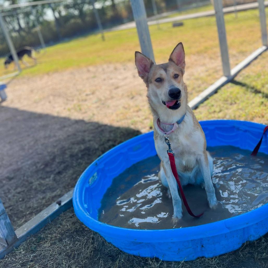 Enlarge Solstice, a Adoptable mixed breed in Edinburg, TX image 5/5