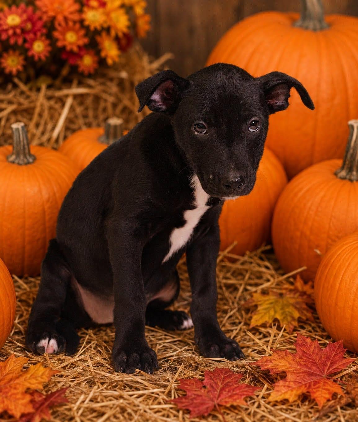 Laney 26/798, Adoptable, Puppy Female Shepherd & Pit Bull Terrier.