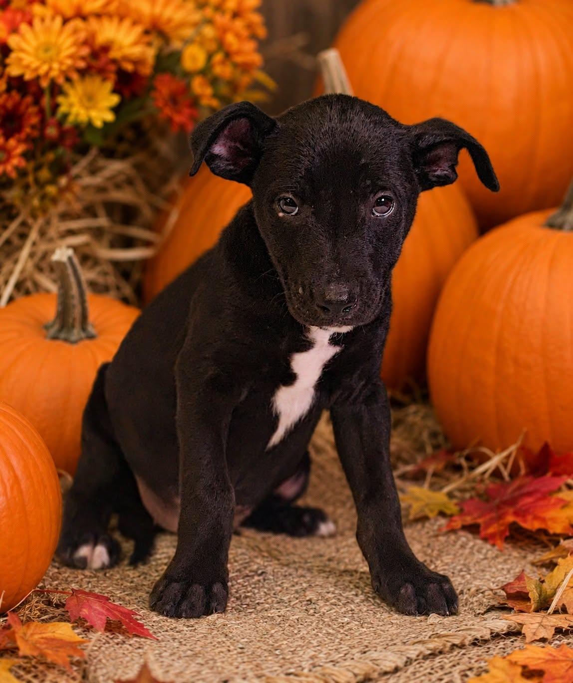 Enlarge Laney 26/798, a Adoptable mixed breed in Talladega, AL image 2/3