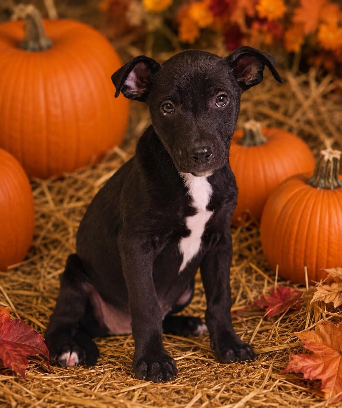 Enlarge Laney 26/798, a Adoptable mixed breed in Talladega, AL image 3/3