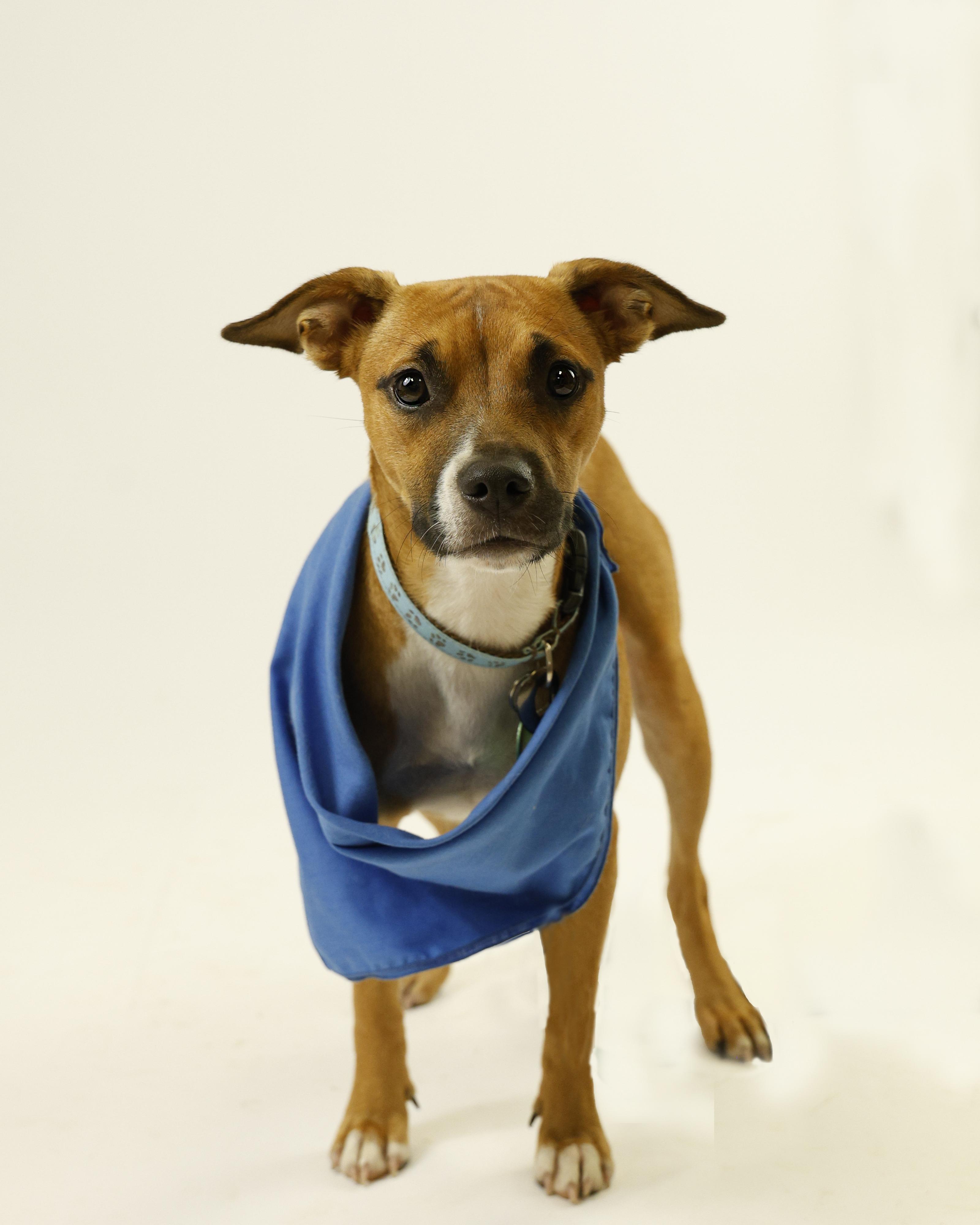 Enlarge Poppy, a Adoptable mixed breed in Eglin AFB, FL image 2/2