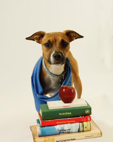 Poppy, Adoptable, Young Female Chihuahua.