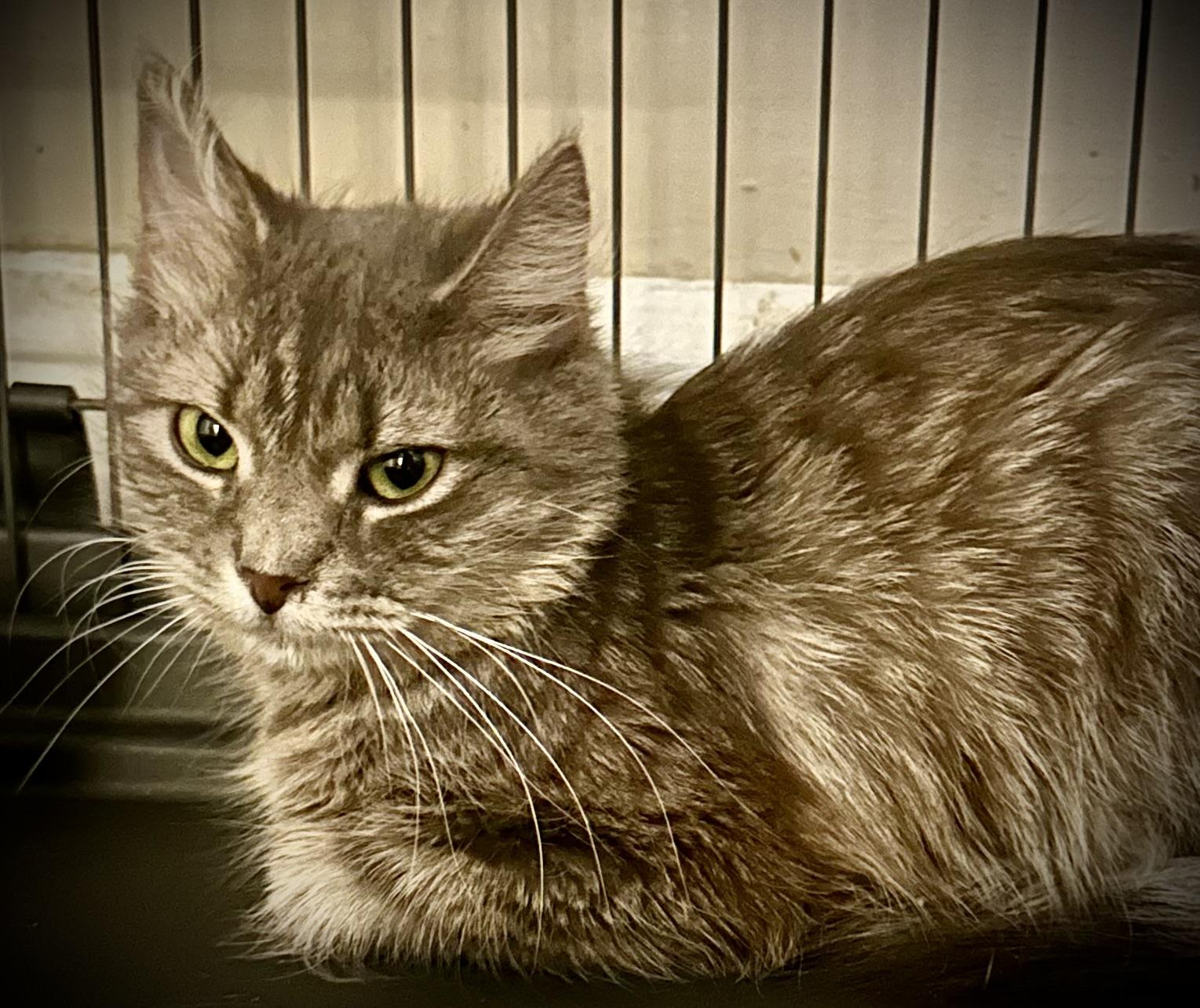 Sadie & Bessie, a Adoptable mixed breed in Buffalo, NY image 1/2