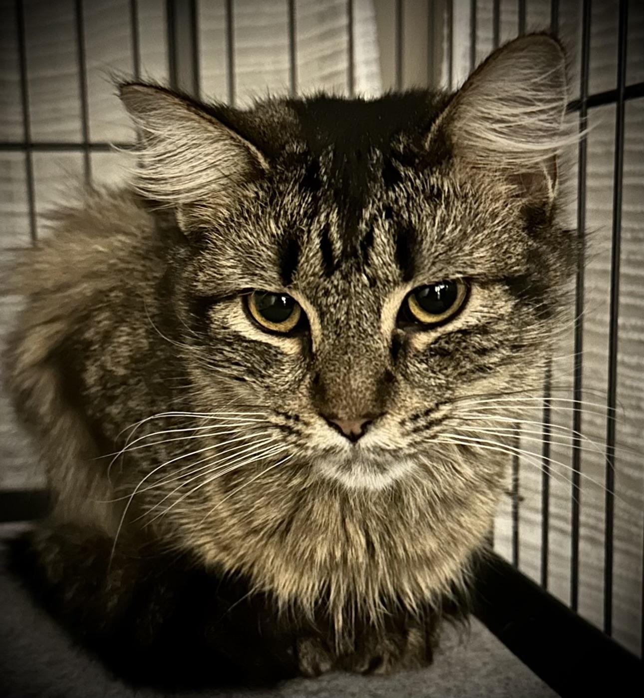 Sadie & Bessie, Young Female Tabby