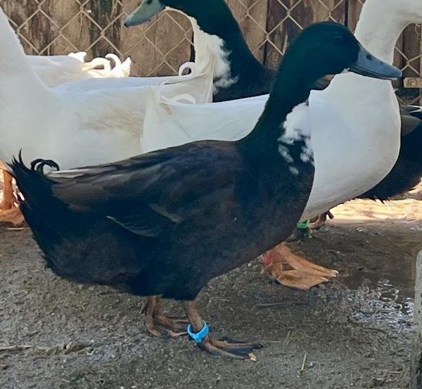 Chamomile, Adoptable, Adult Male Duck.