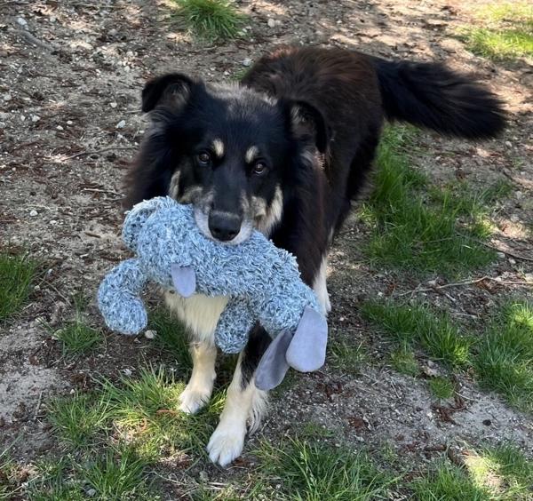 Monkey, Adoptable, Adult Female Husky & Border Collie.