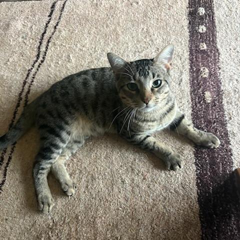 Ragu, Adoptable, Adult Male Domestic Short Hair.