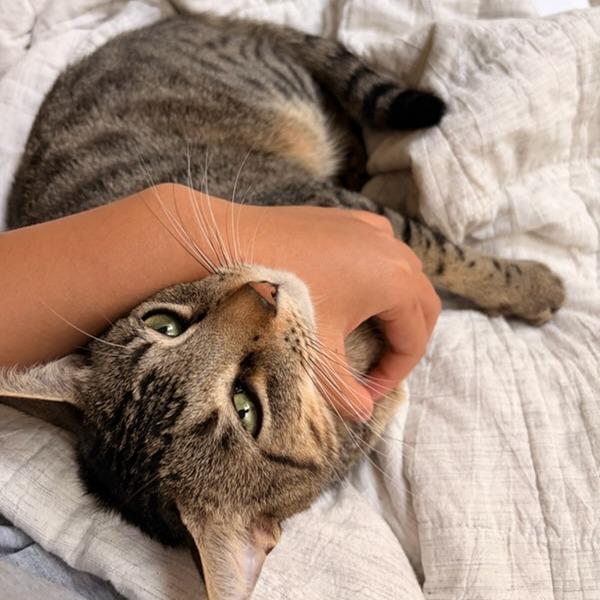 Enlarge Ragu, a Adoptable Domestic Short Hair in Houston, TX image 2/6