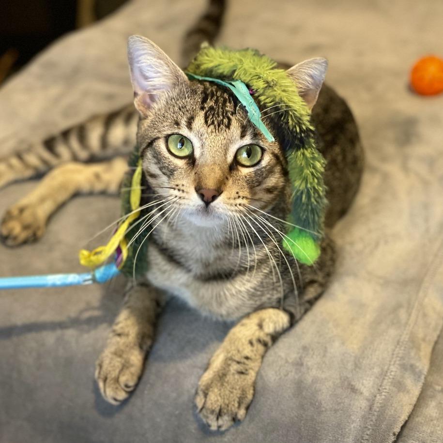 Enlarge Ragu, a Adoptable Domestic Short Hair in Houston, TX image 2/4