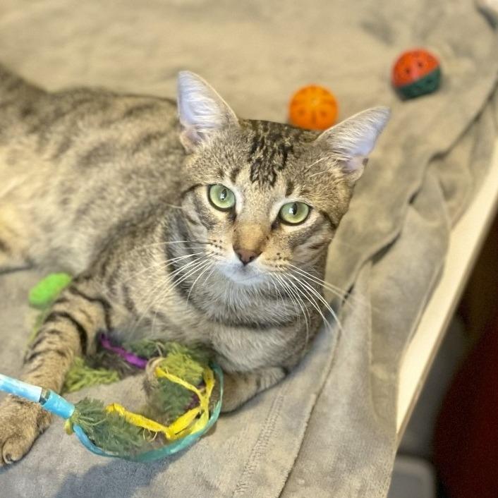 Enlarge Ragu, a Adoptable Domestic Short Hair in Houston, TX image 3/4