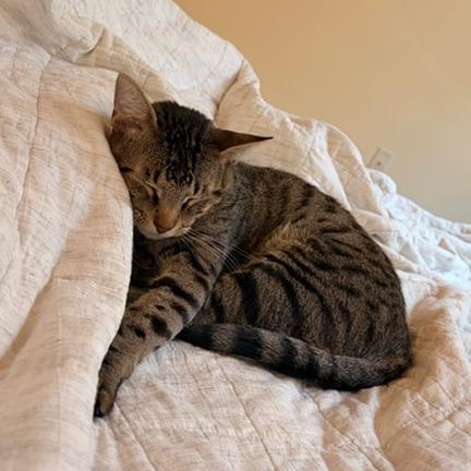 Enlarge Ragu, a Adoptable Domestic Short Hair in Houston, TX image 5/6