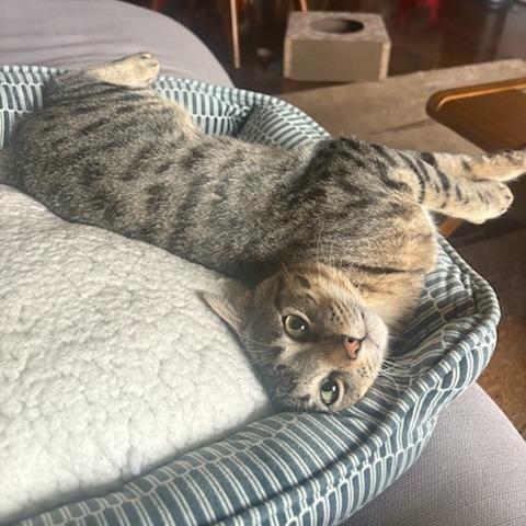 Enlarge Ragu, a Adoptable Domestic Short Hair in Houston, TX image 4/4