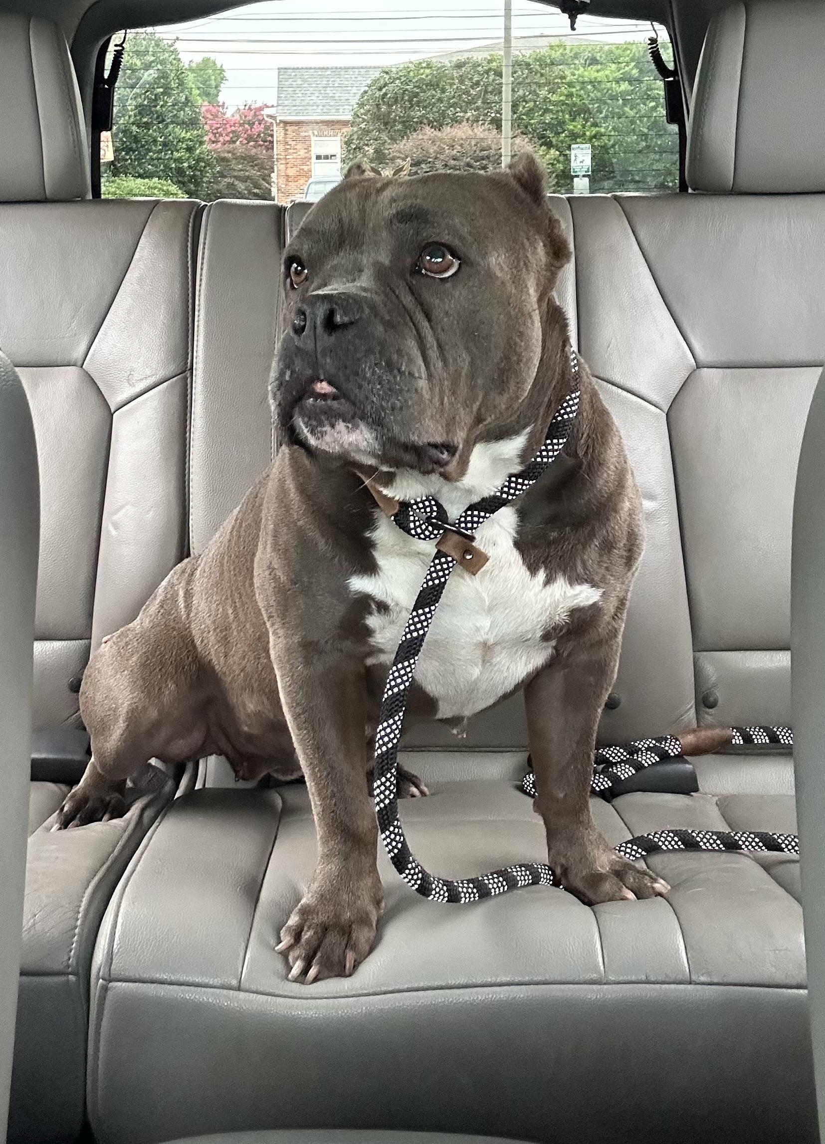 Storm (D1881), Adoptable, Adult Female American Bully.