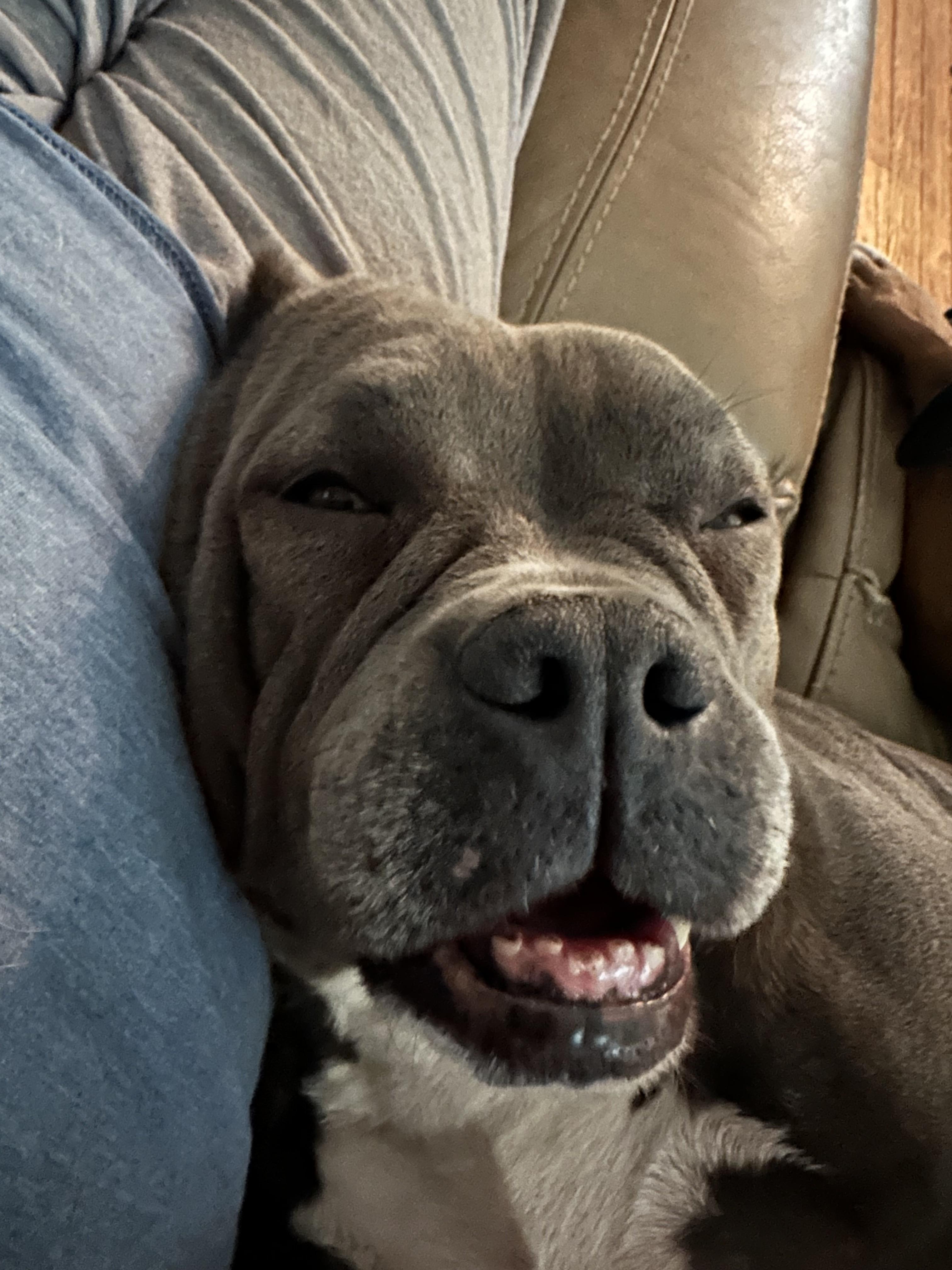 Storm (D1881), a Adoptable American Bully in Hayes, VA image 3/5