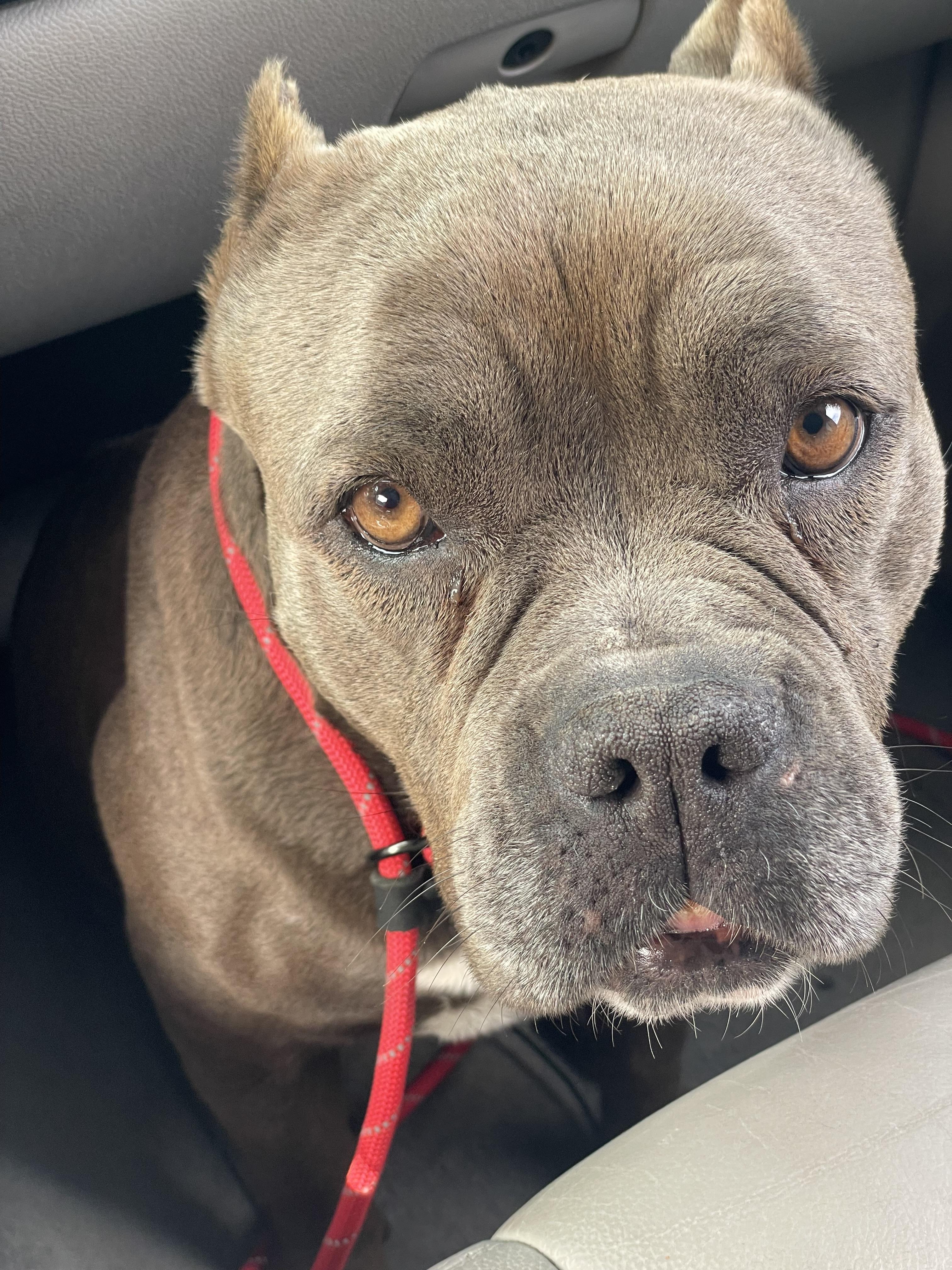 Storm (D1881), a Adoptable American Bully in Hayes, VA image 4/5