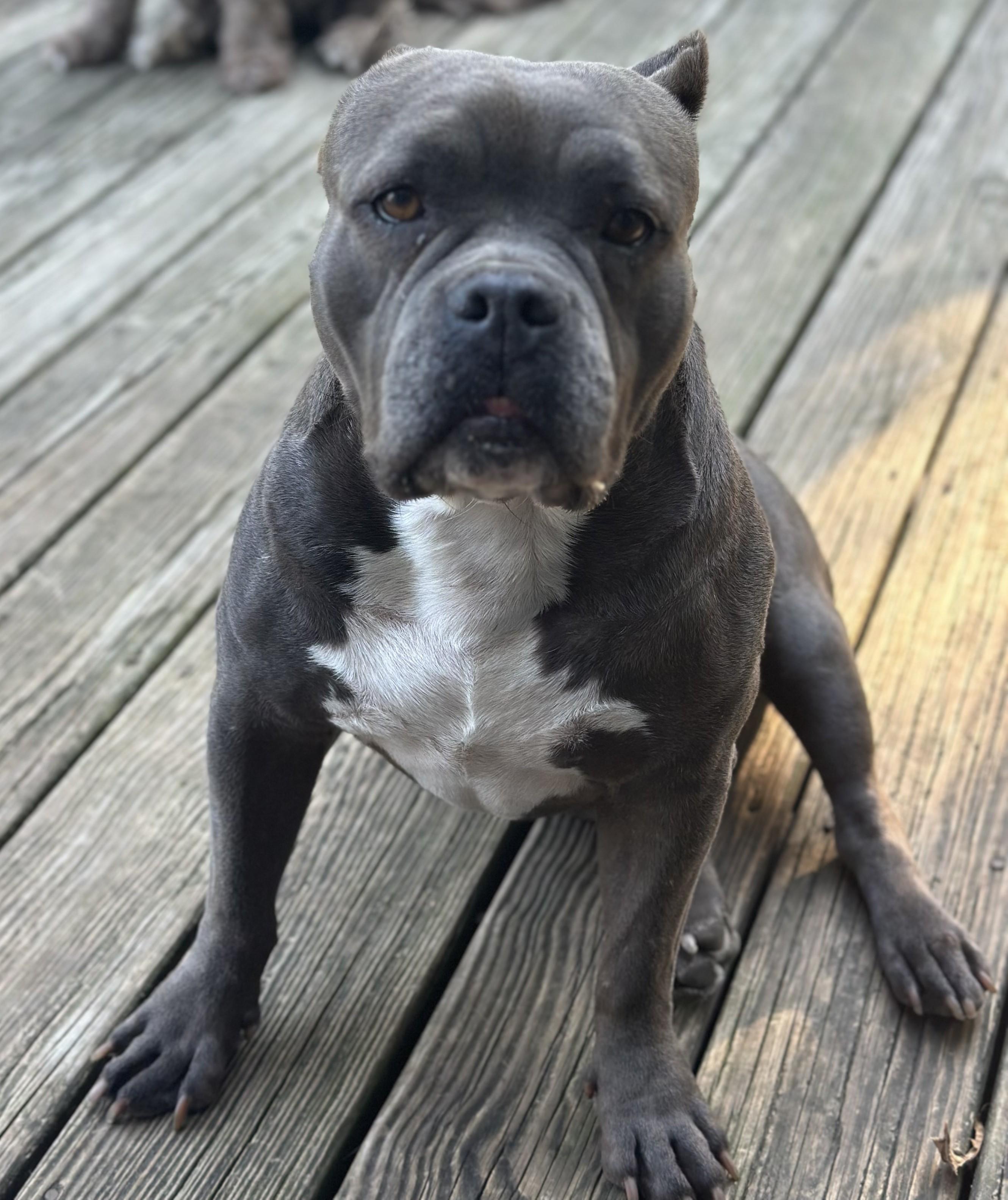 Storm (D1881), a Adoptable American Bully in Hayes, VA image 5/5