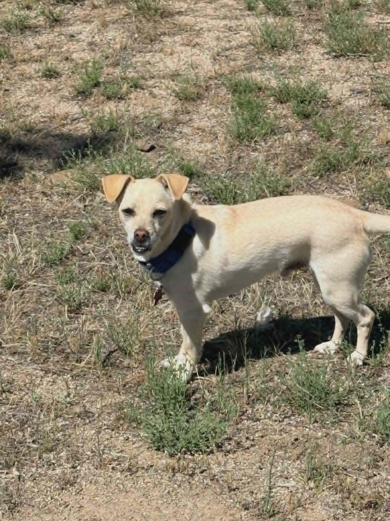 Enlarge Floppy, a ADOPTABLE mixed breed in Temecula, CA image 2/4
