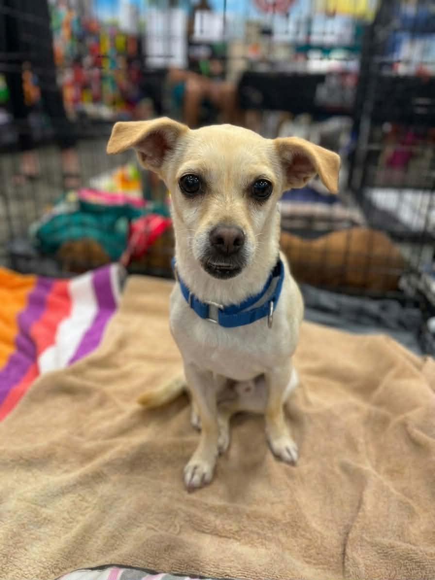 Floppy, a ADOPTABLE mixed breed in Murrieta, CA image 1/6