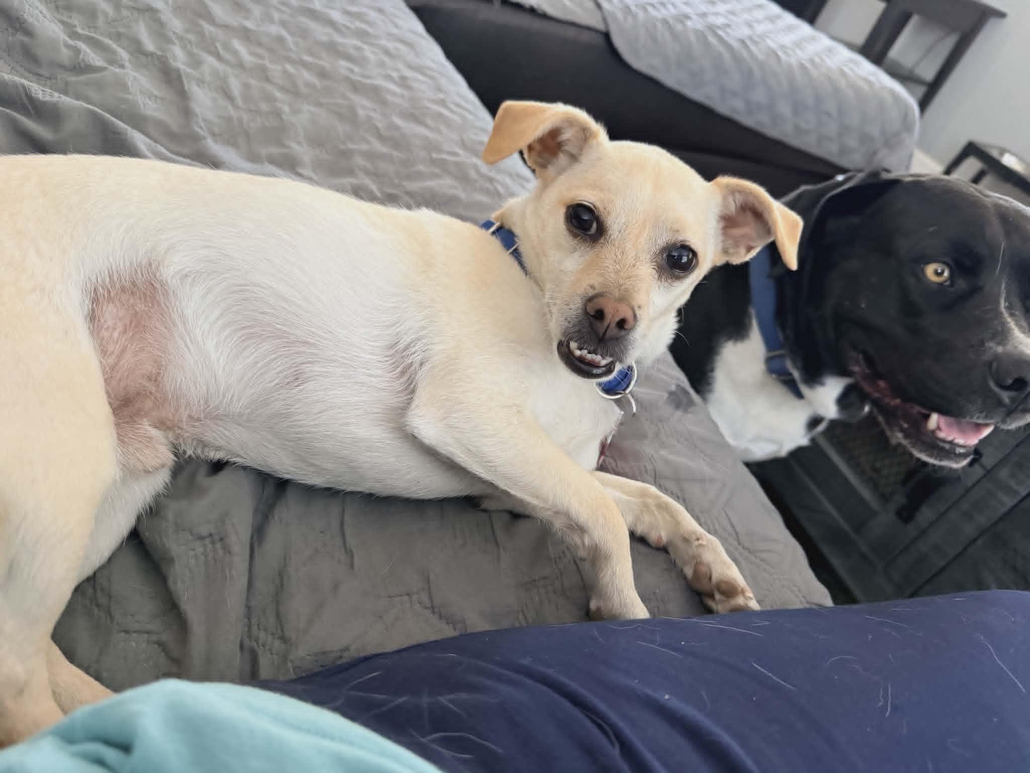 Enlarge Floppy, a ADOPTABLE mixed breed in Temecula, CA image 1/4