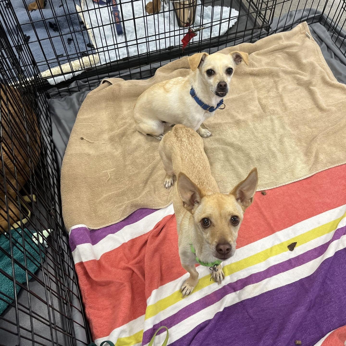 Floppy, a ADOPTABLE mixed breed in Murrieta, CA image 6/6