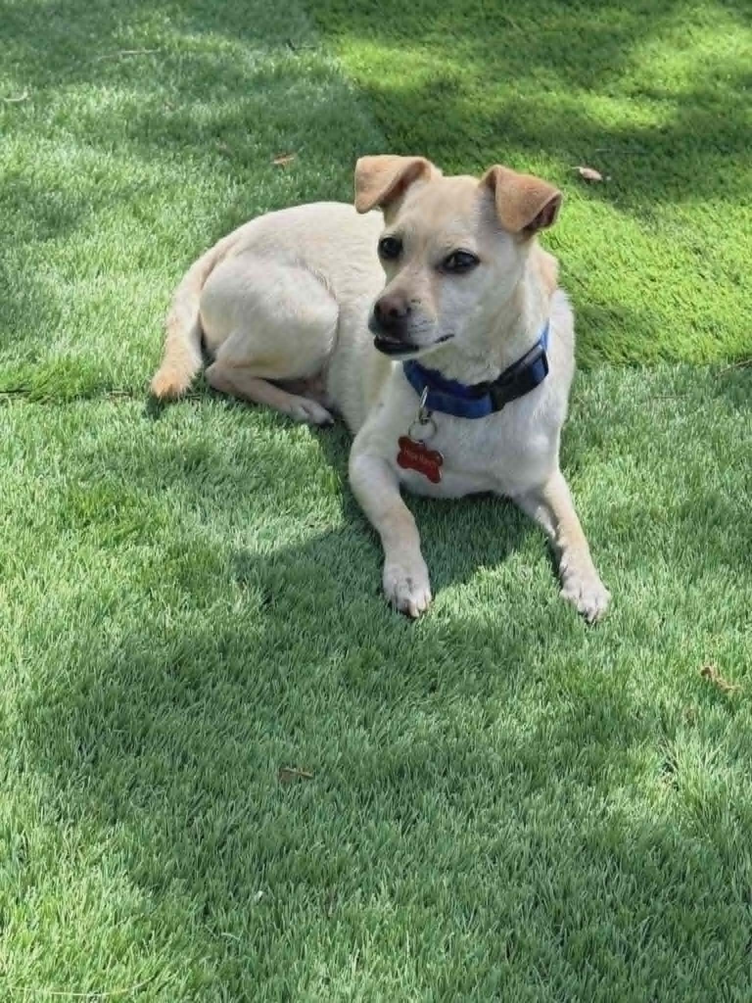 Enlarge Floppy, a ADOPTABLE mixed breed in Temecula, CA image 3/4