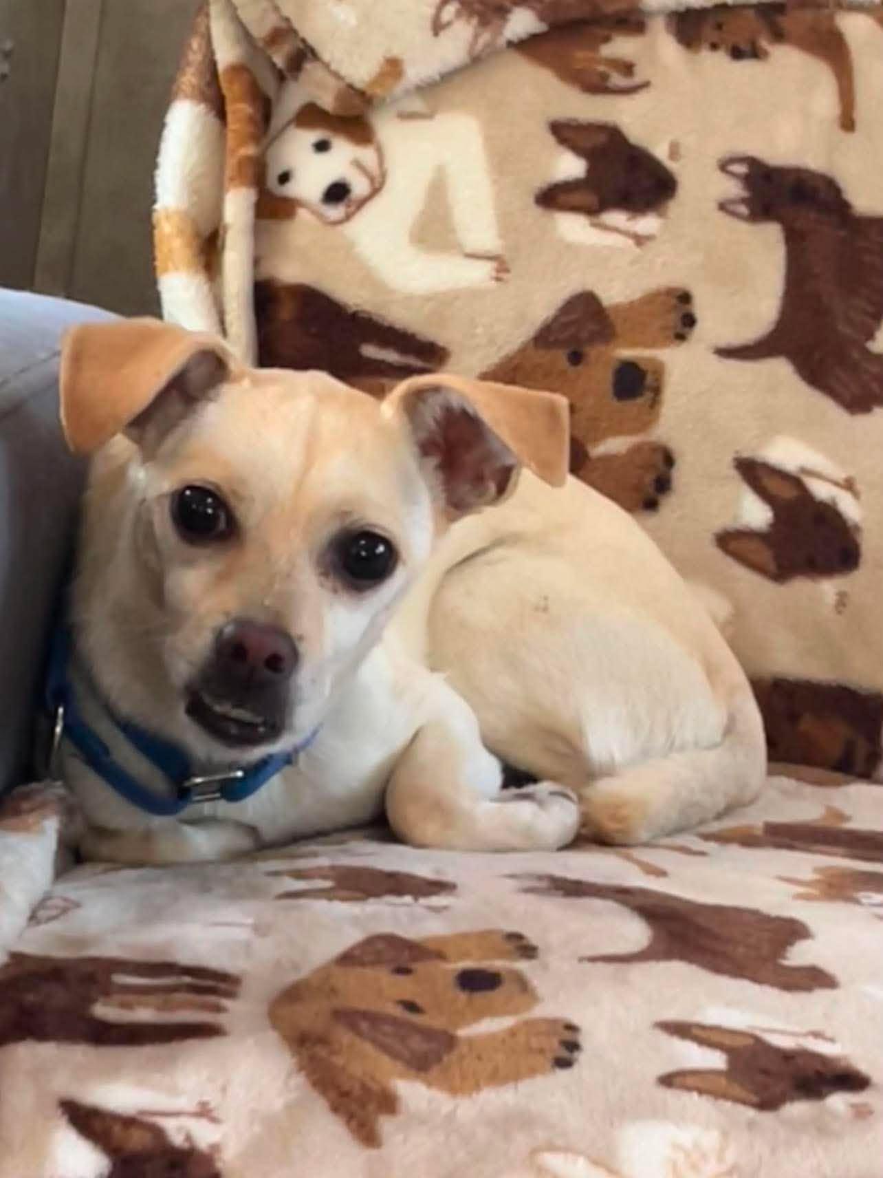 Floppy, a ADOPTABLE mixed breed in Murrieta, CA image 6/6