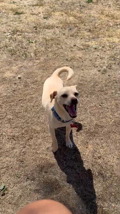 Enlarge Floppy, a ADOPTABLE mixed breed in Temecula, CA video 4/4