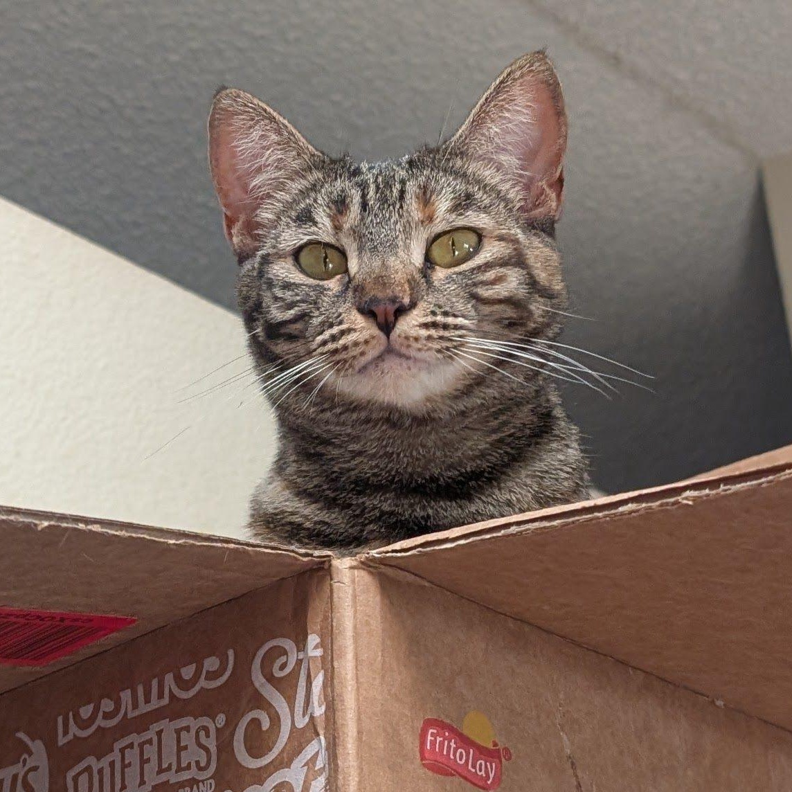 Enlarge Kristy, a Adoptable Domestic Short Hair in Orange, CA image 1/2