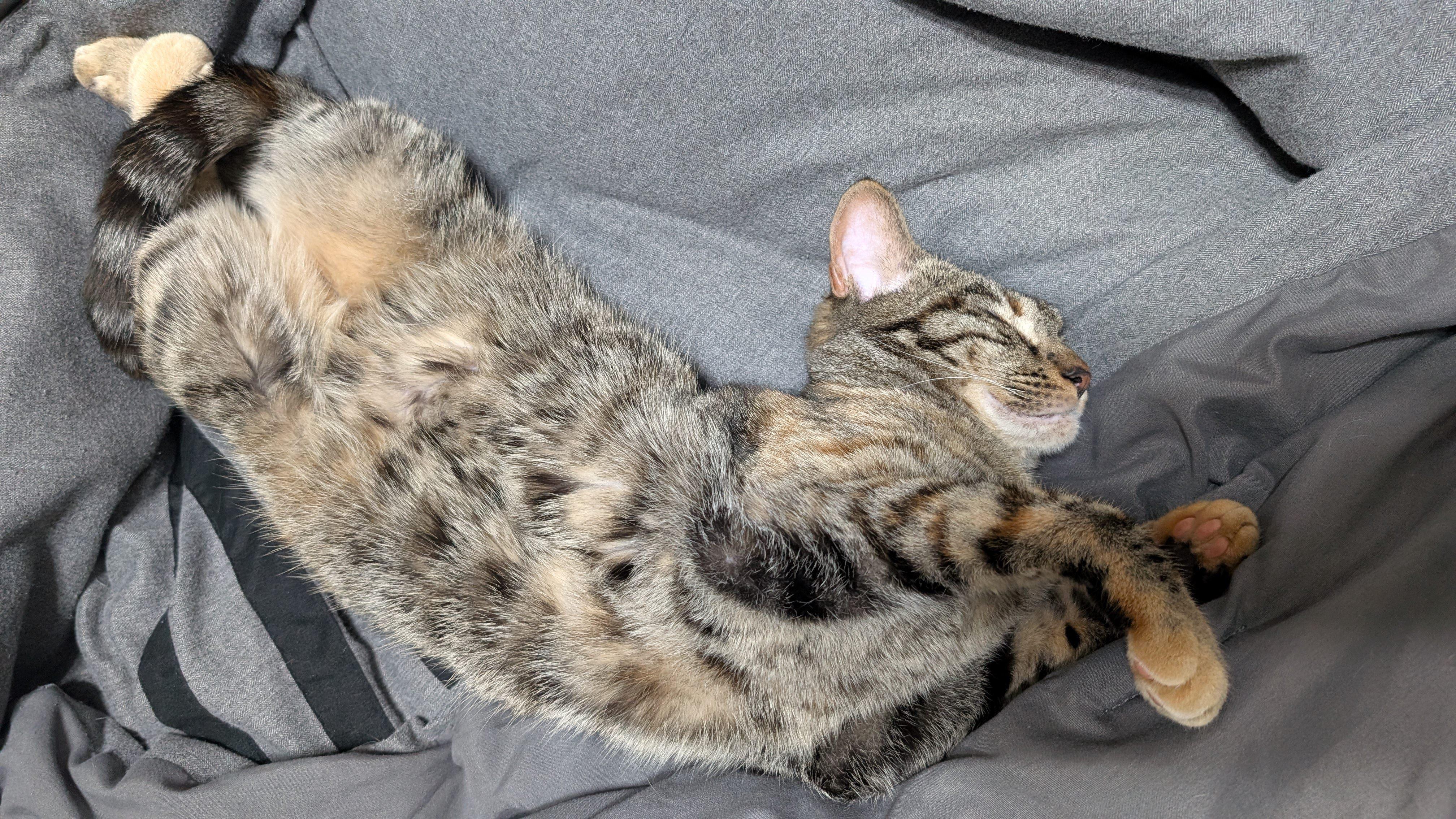 Enlarge Kristy, a Adoptable Domestic Short Hair in Orange, CA image 2/2