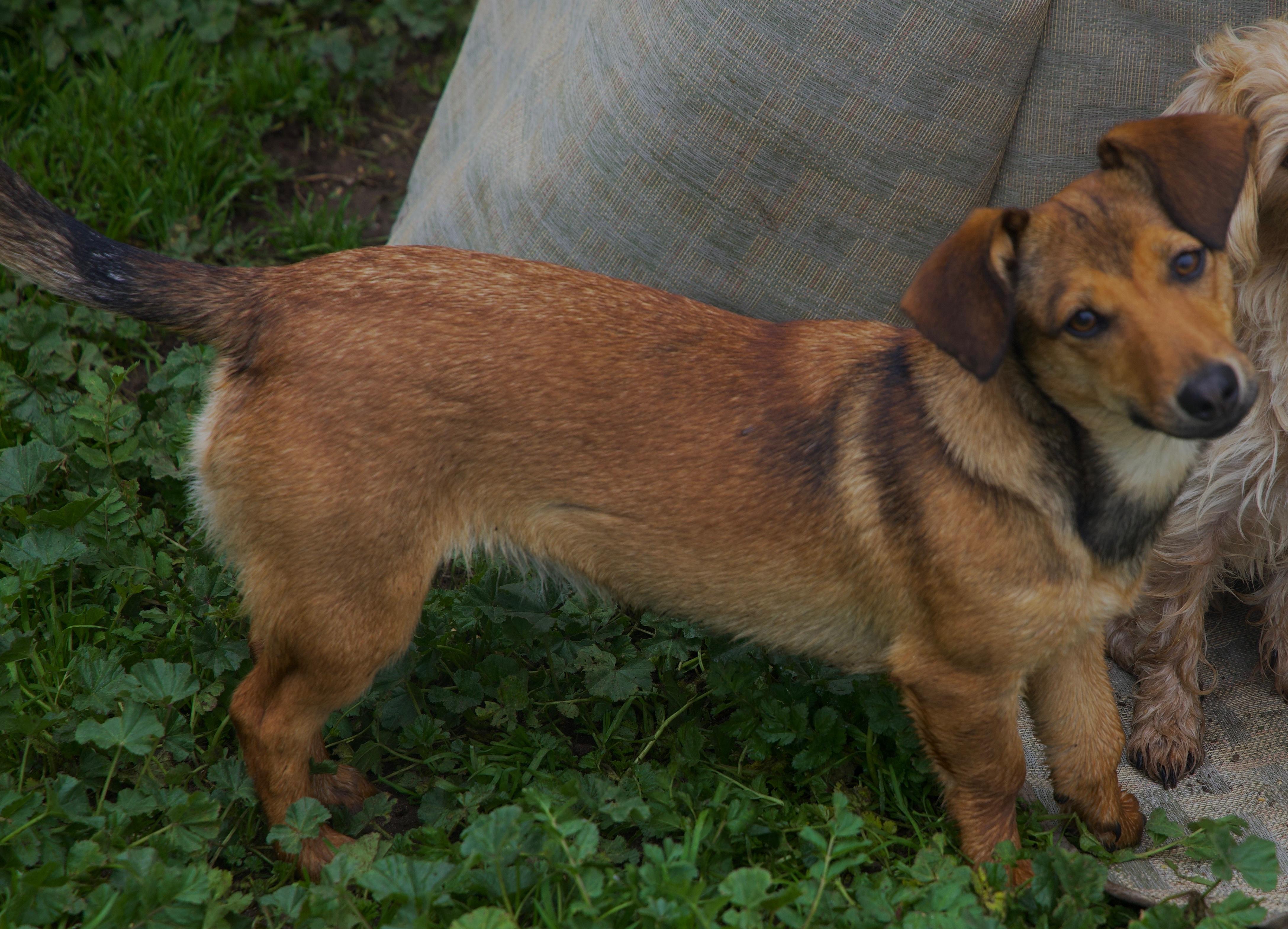 Enlarge Smiley, a Adoptable mixed breed in Atwater, CA image 2/2