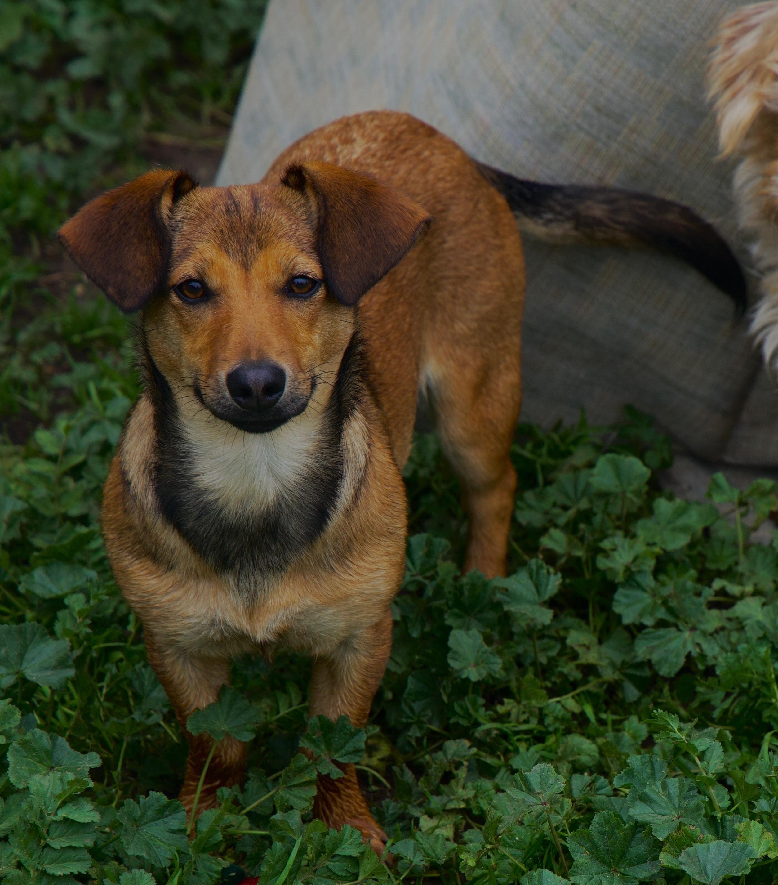 Enlarge Smiley, a Adoptable mixed breed in Atwater, CA image 1/2