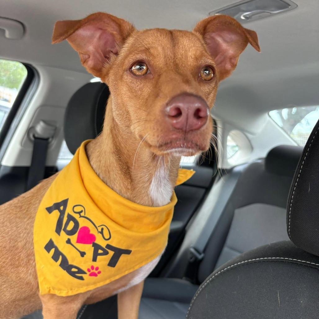 Polin, a Adoptable mixed breed in Laredo, TX image 1/6