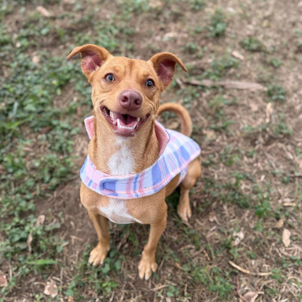 Enlarge Polin, a Adoptable mixed breed in Laredo, TX image 1/6