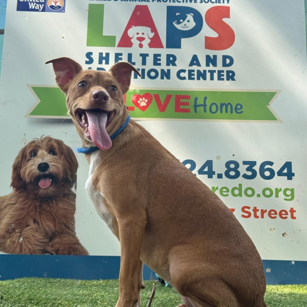 Polin, a Adoptable mixed breed in Laredo, TX image 3/6